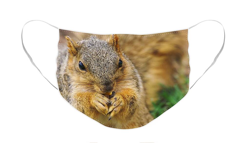 Fox Squirrel Face Mask featuring the photograph Bushy Fox Squirrel by Don Northup