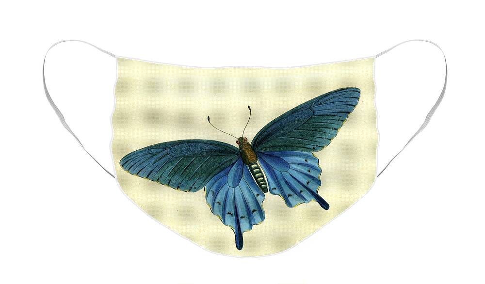 Entomology Face Mask featuring the mixed media Butterflies detail - Papilio philenor by Unknown