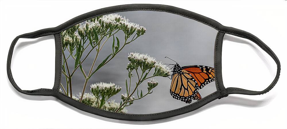  Face Mask featuring the photograph Butterfly by Kristine Hinrichs