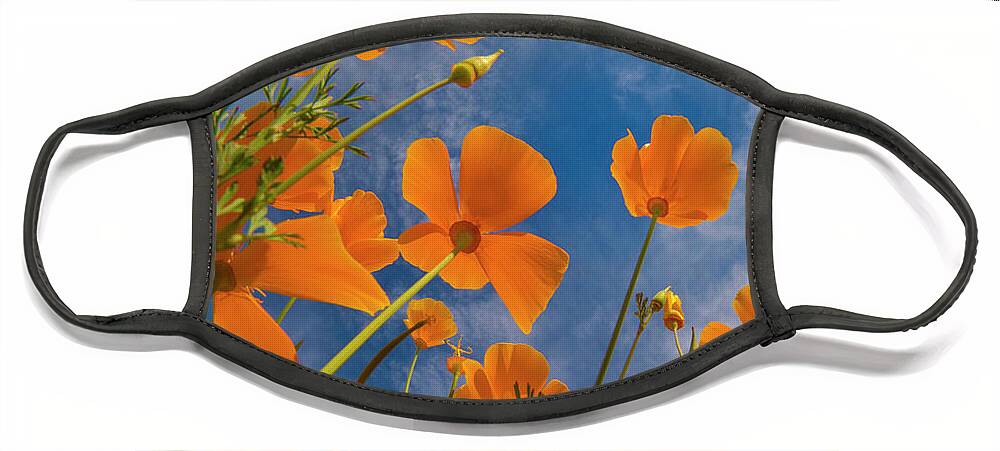 00568177 Face Mask featuring the photograph California Poppy Spring Bloom, Lake Elsinore, California by Tim Fitzharris