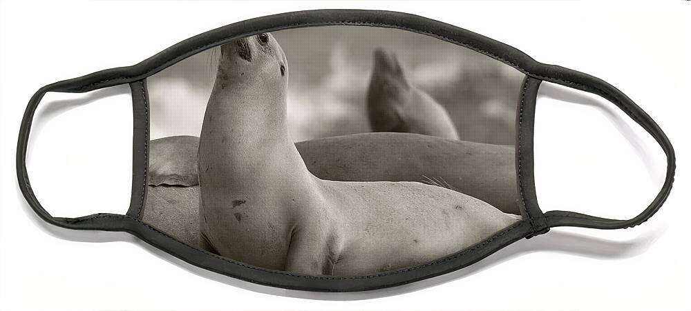 Disk1215 Face Mask featuring the photograph California Sea Lion On Beach by Tim Fitzharris