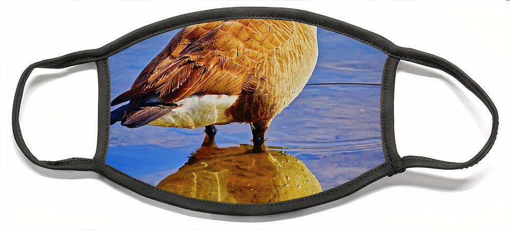 Canada Goose Face Mask featuring the photograph Canadian Goose by Meta Gatschenberger
