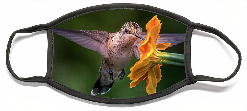 Hummingbird Face Mask featuring the photograph Capturing the Moment by Allin Sorenson