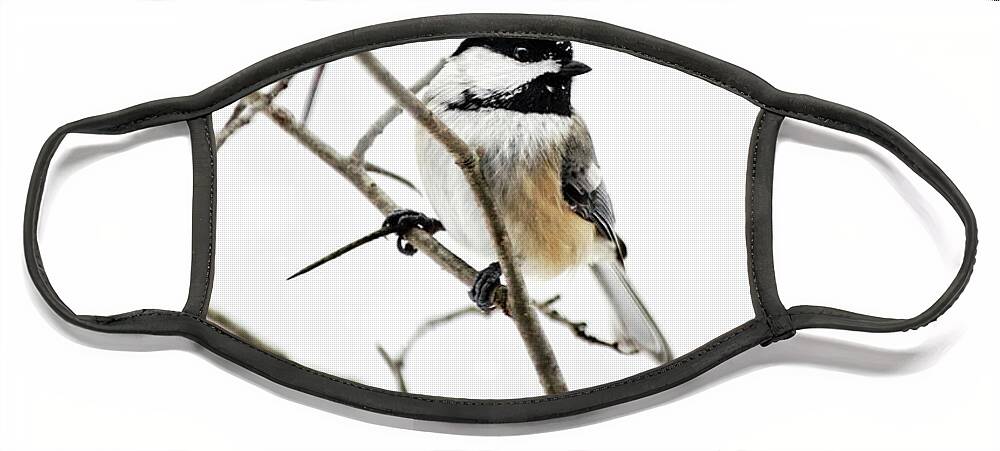 Chickadee Face Mask featuring the photograph Charming Winter Chickadee by Christina Rollo