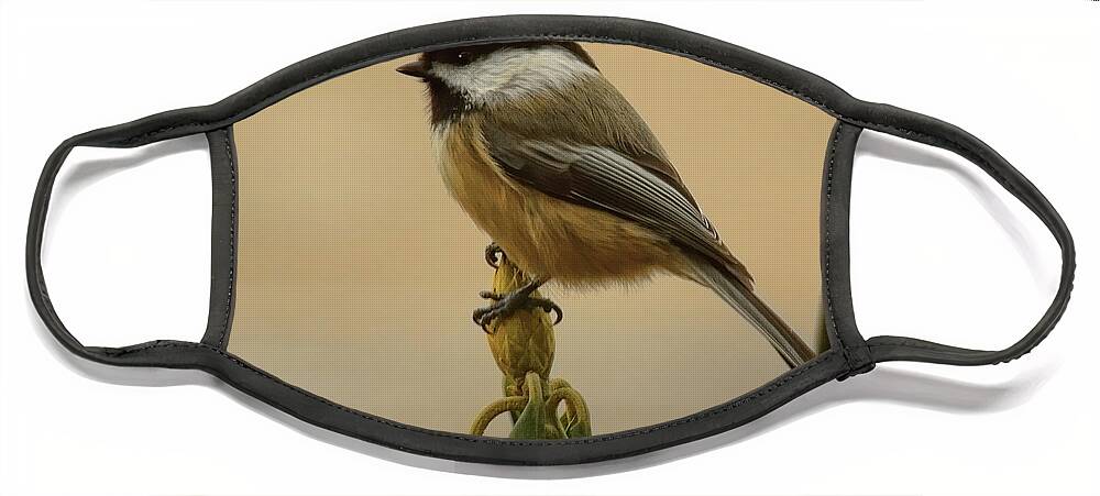 Wildlife Face Mask featuring the photograph Chickadee On Rhododendron by Dale Kauzlaric