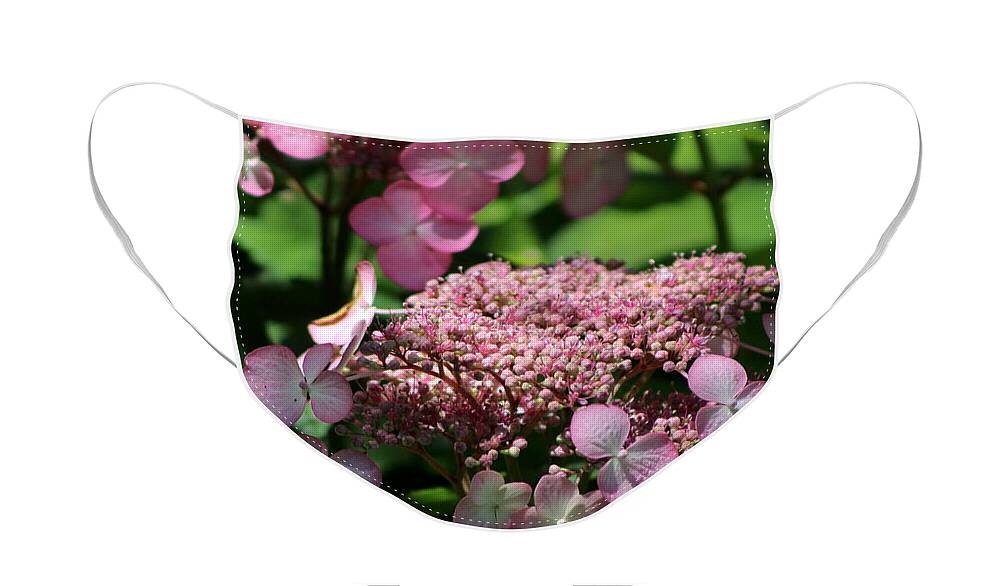 Hydrangea Face Mask featuring the photograph Closeup of Bouquet Pink Hydrangea by Colleen Cornelius