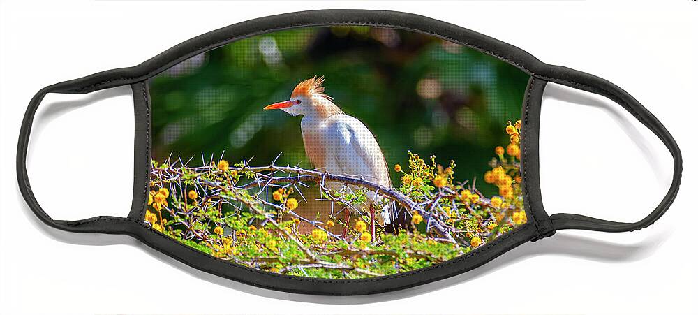 Egret Face Mask featuring the photograph Colorful Cattle Egret by Anthony Jones