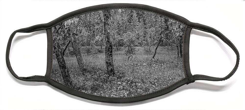 Disk1216 Face Mask featuring the photograph Coniferous Forest, Alaska by Tim Fitzharris
