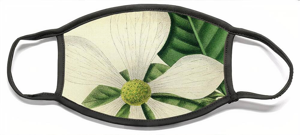 Pacific Dogwood Face Mask featuring the drawing Cornus Nuttallii by Unknown