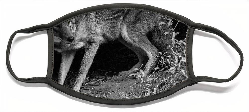 2017 Face Mask featuring the photograph Coyote by KC Hulsman