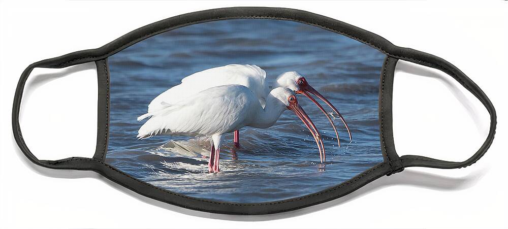 Ibis Face Mask featuring the photograph Crabbing Buddies by Patrick Nowotny