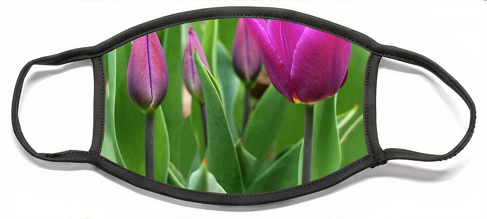 Tulips Face Mask featuring the photograph Deep Pink Tulip Family by Rona Black