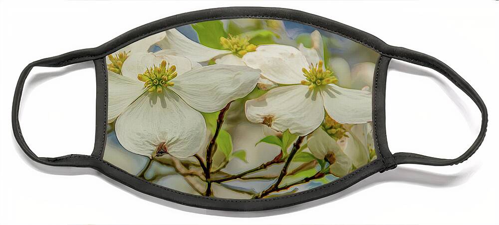 Dogwood Blossoms Face Mask featuring the photograph Delicate Dogwoods by Marcy Wielfaert