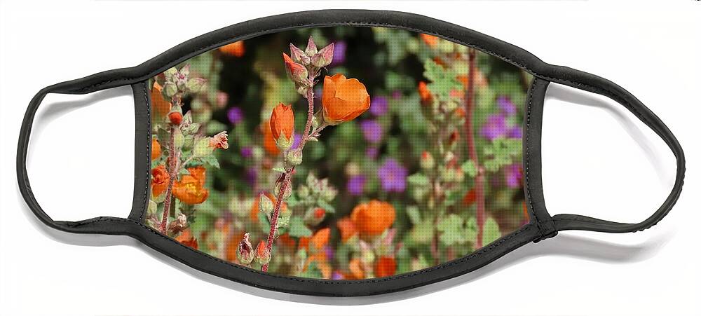 Arizona Face Mask featuring the photograph Desert Wildflowers by Judy Kennedy