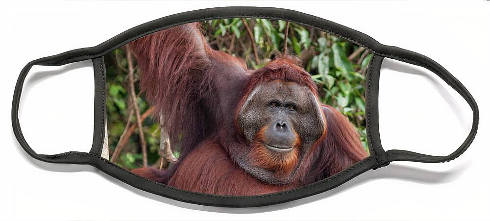 Suzi Eszterhas Face Mask featuring the photograph Dominant Male Orangutan In Tree by Suzi Eszterhas