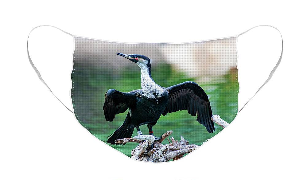 Cormorant Face Mask featuring the photograph Double Crested Cormorant Posing by Anthony Jones