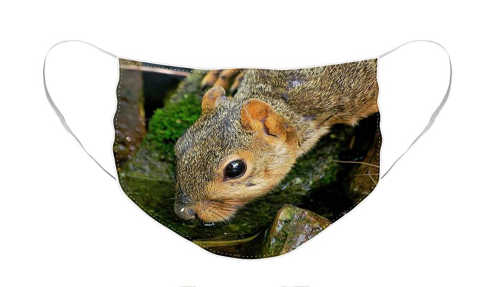 Fox Squirrel Face Mask featuring the photograph Drinking Squirrel 2 by Don Northup