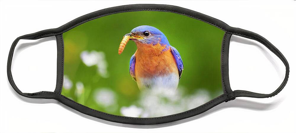 Bluebird Face Mask featuring the photograph Eastern Bluebird with Worm by Christina Rollo