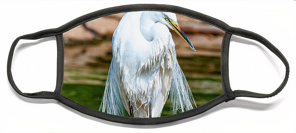  Great Egret Face Mask featuring the photograph Great Egret Drying by Anthony Jones