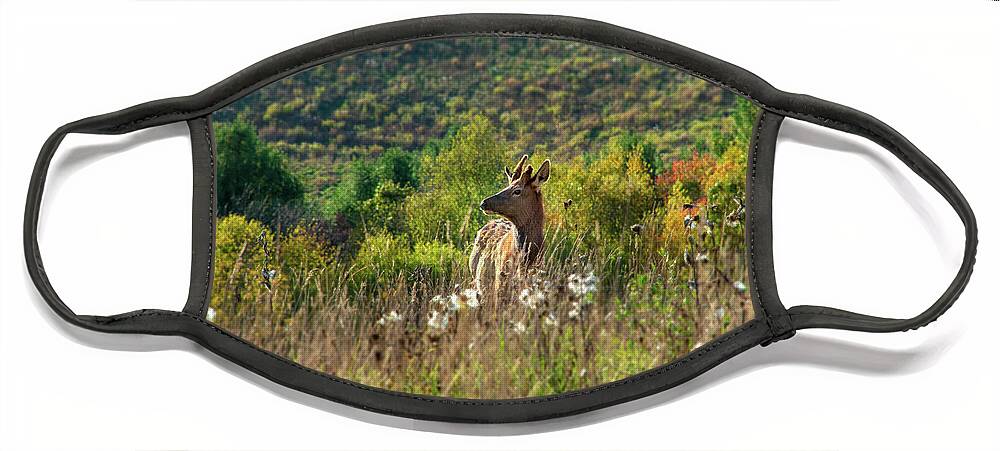 Elk Face Mask featuring the photograph Elk In Fall Field by Christina Rollo