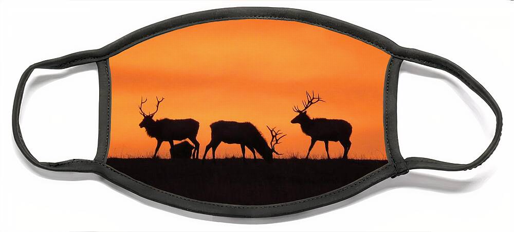 Elk Face Mask featuring the photograph Elk in the morning light by Keith Stokes