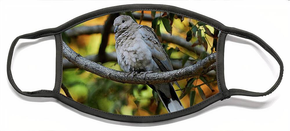 Standing Face Mask featuring the photograph Eurasian Collared Dove by Pablo Avanzini
