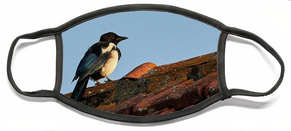 Colorful Face Mask featuring the photograph Eurasian Magpie Pica Pica on Tiled Roof by Pablo Avanzini
