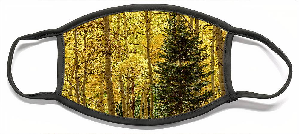 Colorado Face Mask featuring the photograph Evergreen in the Aspen Grove by James Covello