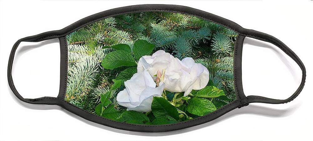 Evergreens And Wild Rose Face Mask featuring the photograph Evergreens and Wild Roses Too by Debra Grace Addison