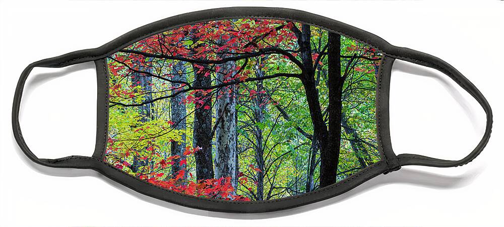Jeff Foott Face Mask featuring the photograph Fall Maple In The Smoky Mts by Jeff Foott