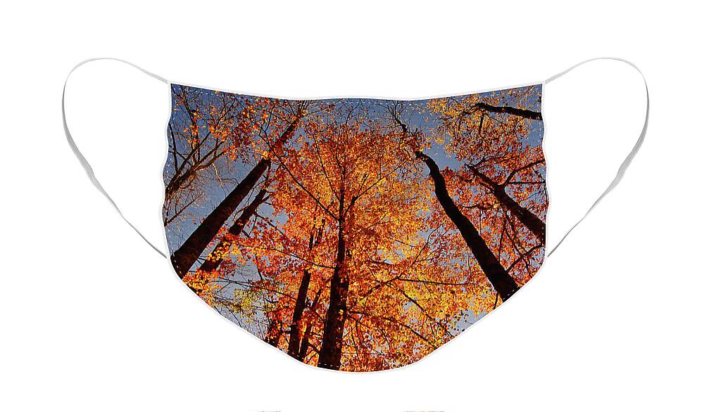Leaves Face Mask featuring the photograph Fall Trees Sky by Meta Gatschenberger