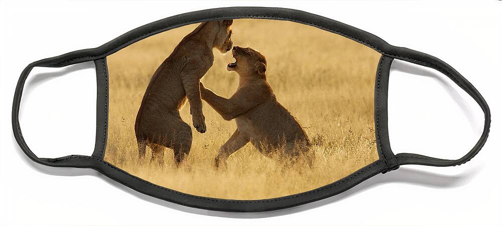 Africa Face Mask featuring the photograph Female Lions Fight by David Hosking