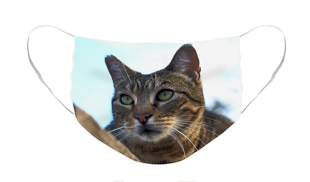 Animal Face Mask featuring the photograph Fence Feline by Richard Thomas