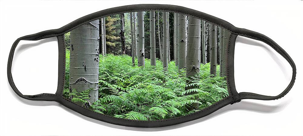 Arizona Face Mask featuring the photograph Ferns in an Aspen Grove by Jeff Goulden