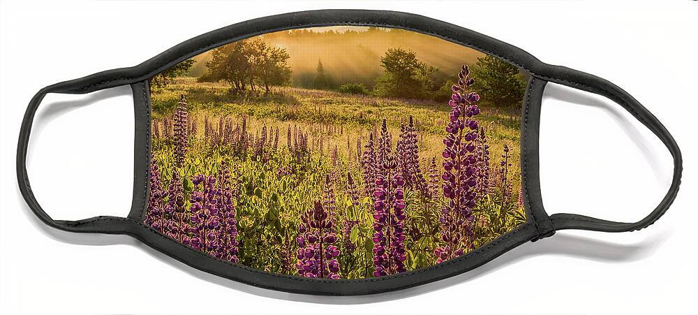 Amazing New England Artworks Face Mask featuring the photograph Fields Of Lupine by Jeff Sinon