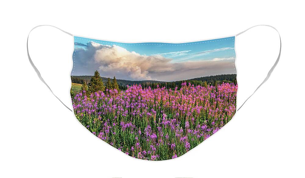 Pine Trees Face Mask featuring the photograph Forest Fire and Blooming Lupine near Steamboat Springs Colorado by Dave Dilli