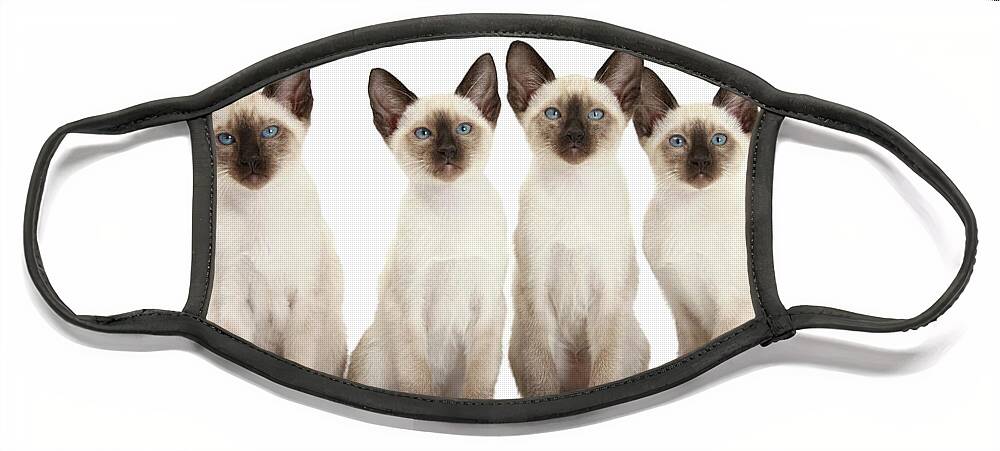 Siamese Face Mask featuring the photograph Four Siamese kittens by Warren Photographic