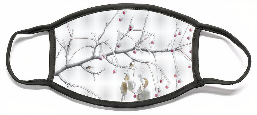 Winter Face Mask featuring the photograph Frosted Berries by Darren White