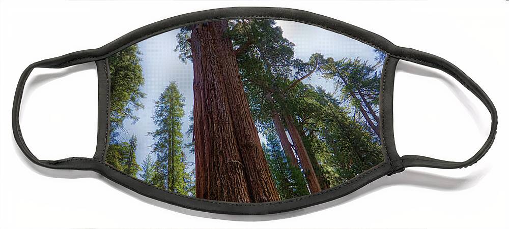 America Face Mask featuring the photograph Giant Sequoia Tree by Andy Konieczny