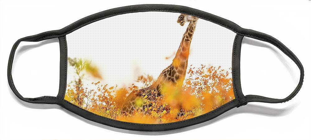 Sebastian Kennerknecht Face Mask featuring the photograph Giraffe In Mopane Woodland by Sebastian Kennerknecht