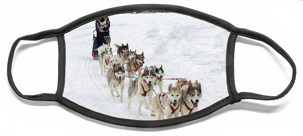 Sled Dog Race Face Mask featuring the photograph Go Huskies by Susan Rissi Tregoning