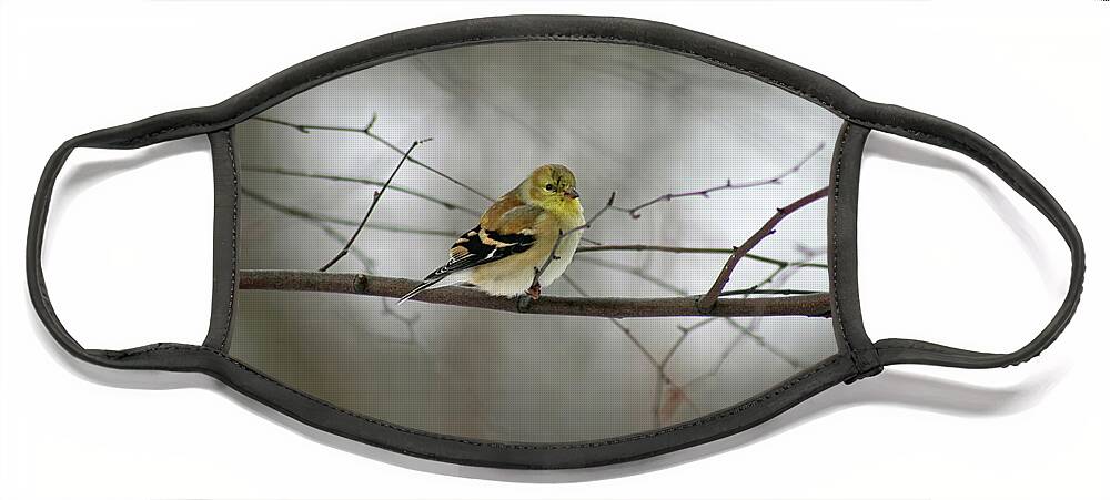 American Goldfinch Face Mask featuring the photograph Goldfinch in Winter Looking at You by Karen Adams
