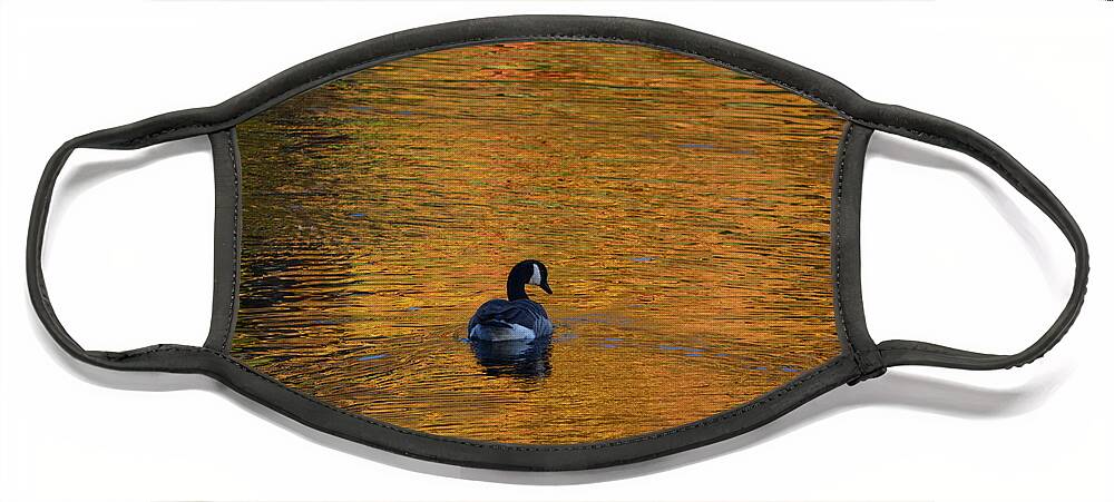 Geese Face Mask featuring the photograph Goose Swimming In Autumn Colors by Dani McEvoy