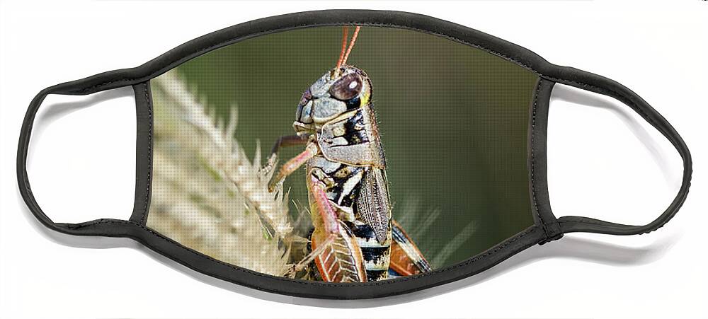Grasshopper Face Mask featuring the photograph Grasshopper Atop Fingergrass by Al Andersen