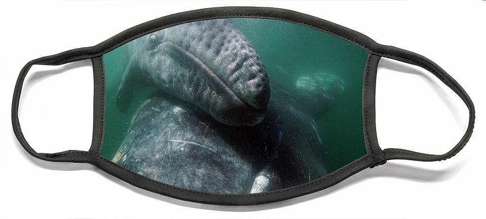00568611 Face Mask featuring the photograph Gray Whale Lifting Calf To Surface by Hiroya Minakuchi