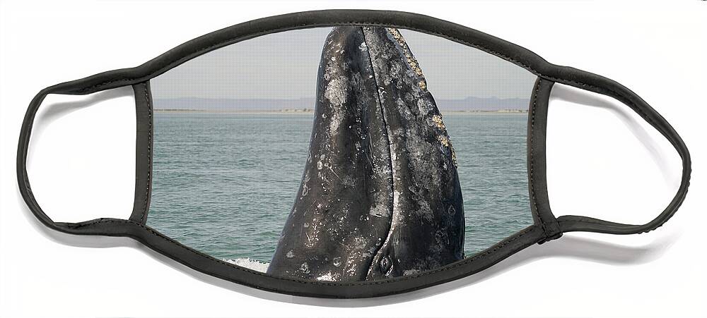 00560756 Face Mask featuring the photograph Gray Whale Spyhopping by Hiroya Minakuchi