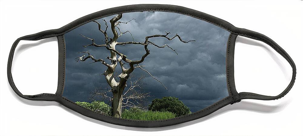 Trees Face Mask featuring the photograph Great Gregories - Epping Forest by Rona Black