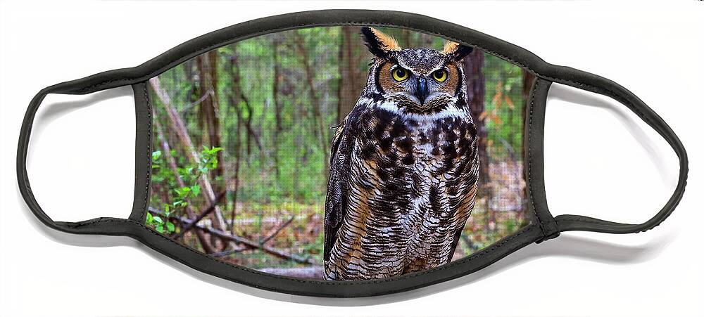 Great Face Mask featuring the photograph Great Horned Owl Standing on a Tree Log by Jill Lang