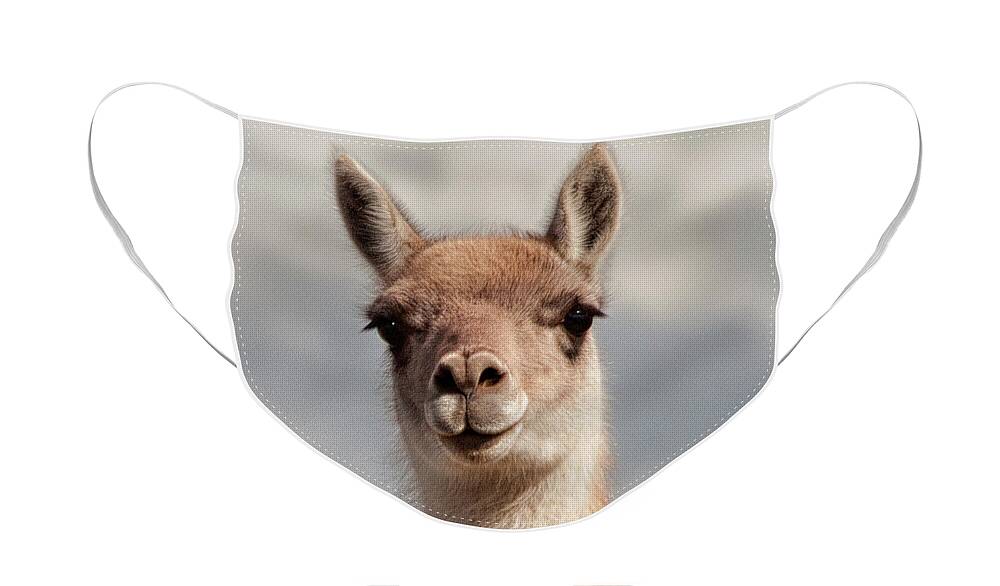 Patagonia Guanaco Wildlife South America Eyelids Closeup Fur Chile Argentina Face Mask featuring the photograph Guanaco by Vincent Ferrari