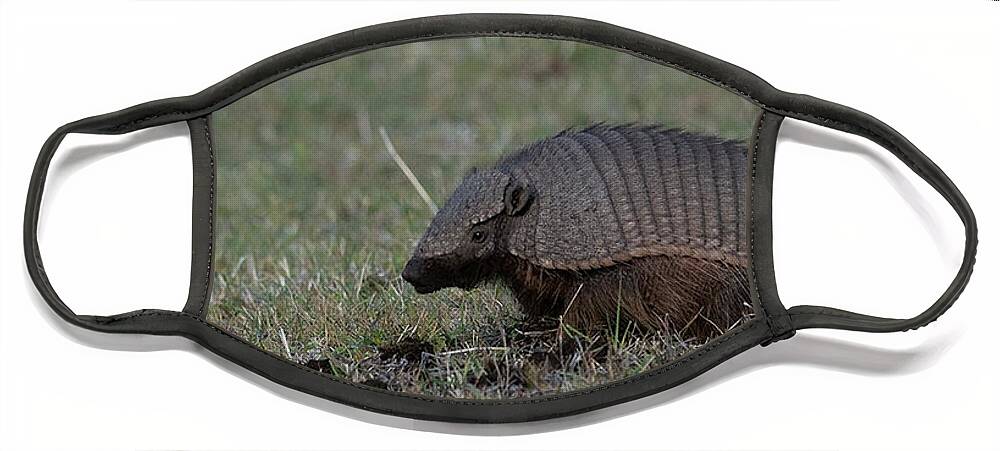 Hairy Face Mask featuring the photograph Hairy Armadillo by Patrick Nowotny